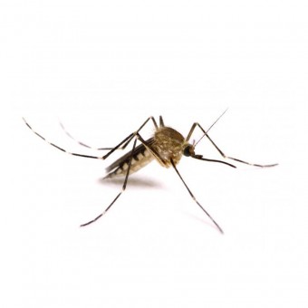 disinfestazione-zanzara
