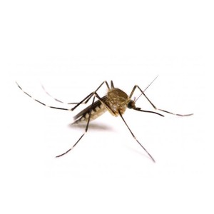 Zanzara comune