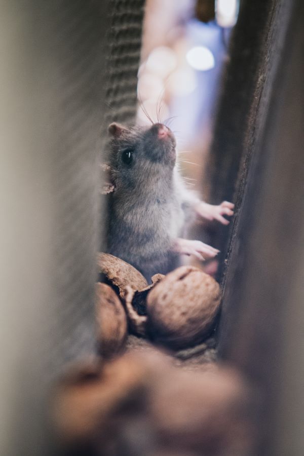 La crescita del rischio di infestazione di topi in inverno