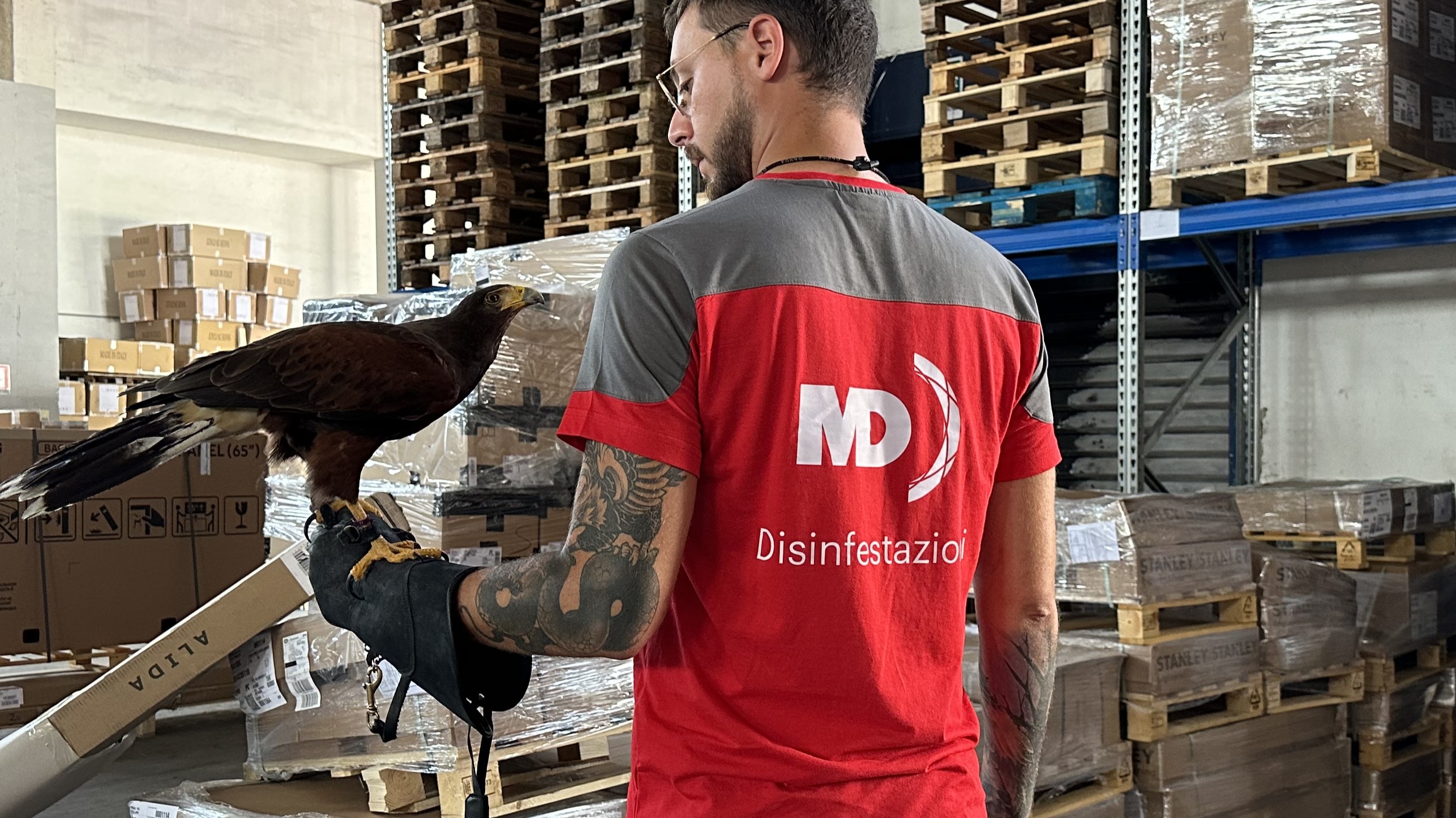 falconeria_md_disinfestazioni falconeria_md_disinfestazioni