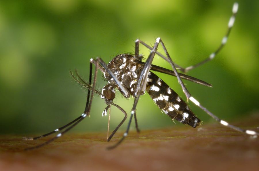 zanzara_tigre_md_disinfestazioni_dengue