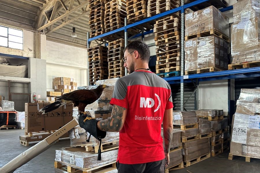 falconeria_md_disinfestazioni